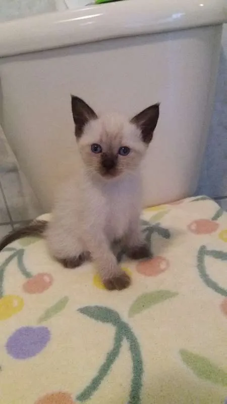 Gato ra a SRD idade Abaixo de 2 meses nome  Ares
