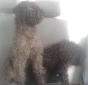 Cachorro raça Poodle idade 7 a 11 meses nome Tom