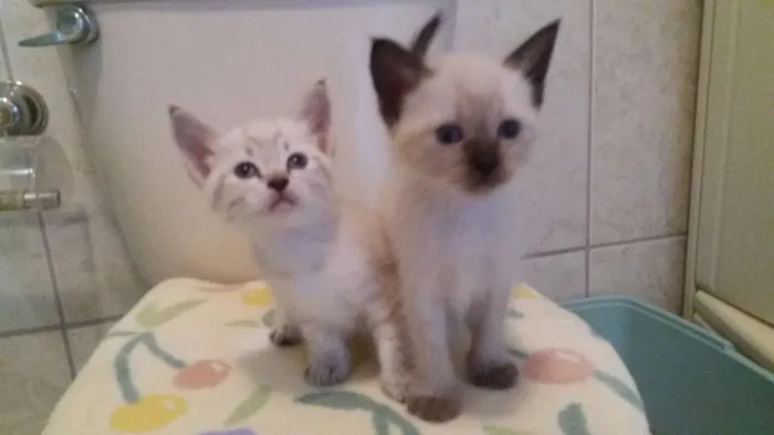 Gato ra a SRD idade Abaixo de 2 meses nome  Ares