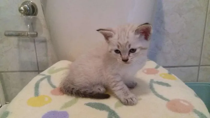 Gato ra a SRD idade Abaixo de 2 meses nome Apolo