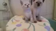 Apolo