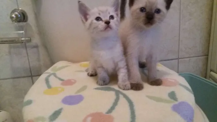 Gato ra a SRD idade Abaixo de 2 meses nome Apolo