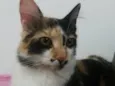 Docinho