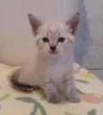 Apolo