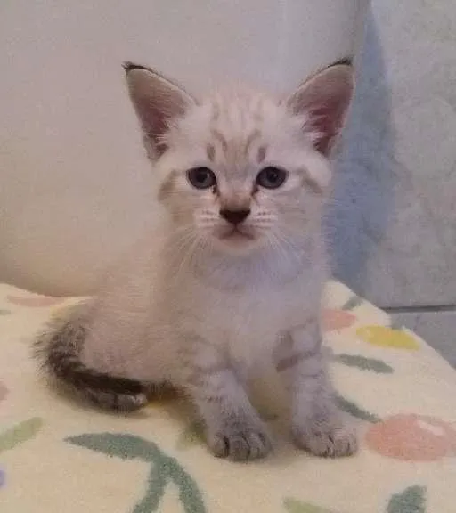 Gato ra a SRD idade Abaixo de 2 meses nome Apolo