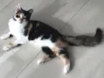 Docinho