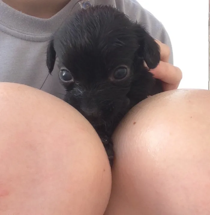 Cachorro ra a Vira-lata  idade 2 a 6 meses nome Sem nome 