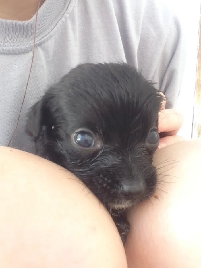 Cachorro ra a Vira-lata  idade 2 a 6 meses nome Sem nome 