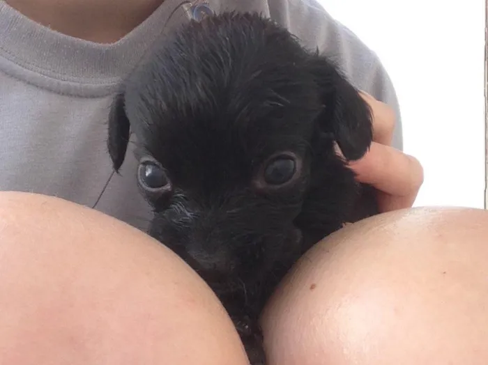 Cachorro ra a Vira-lata  idade 2 a 6 meses nome Sem nome 