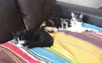 Amélie