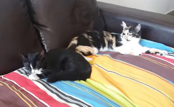 Gato ra a SRD idade 7 a 11 meses nome Amélie