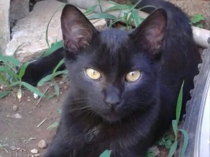 Gato ra a SRD idade 2 a 6 meses nome Ônix