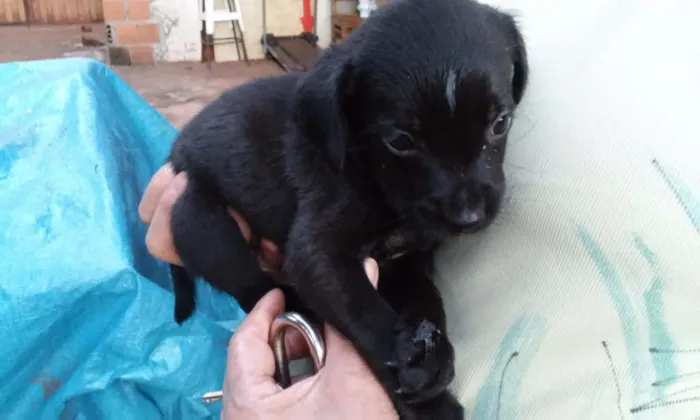 Cachorro ra a Mistura de raças idade 2 a 6 meses nome Filhote