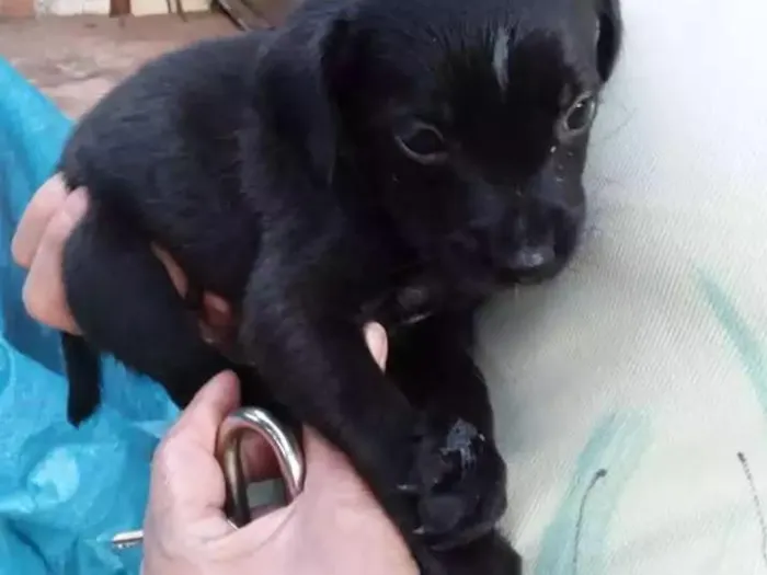 Cachorro ra a Mistura de raças idade 2 a 6 meses nome Filhote