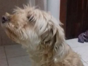 Cachorro raça Poodle c/ Cokie idade 6 ou mais anos nome Darling