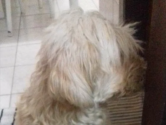 Cachorro raça Poodle c/ Cokie idade 6 ou mais anos nome Darling