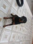 Tôr