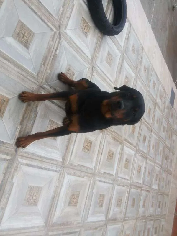 Cachorro raça Rottweiler idade 1 ano nome Tôr
