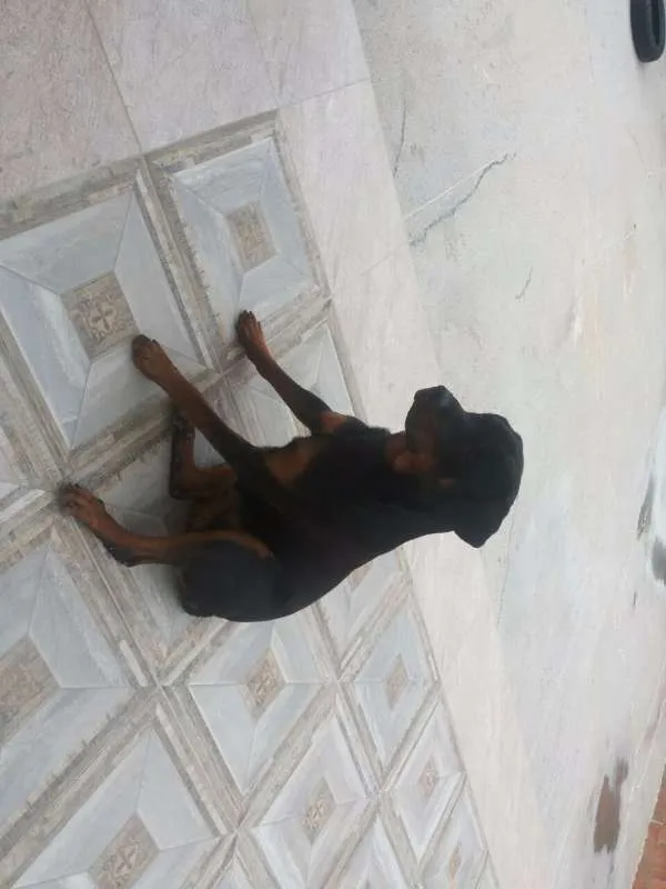 Cachorro raça Rottweiler idade 1 ano nome Tôr