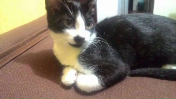 Gato ra a SRD idade 2 a 6 meses nome Varios nomes