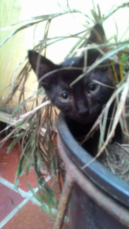 Gato ra a SRD idade 2 a 6 meses nome Varios nomes