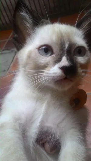Gato raça SRD idade 2 a 6 meses nome Varios nomes
