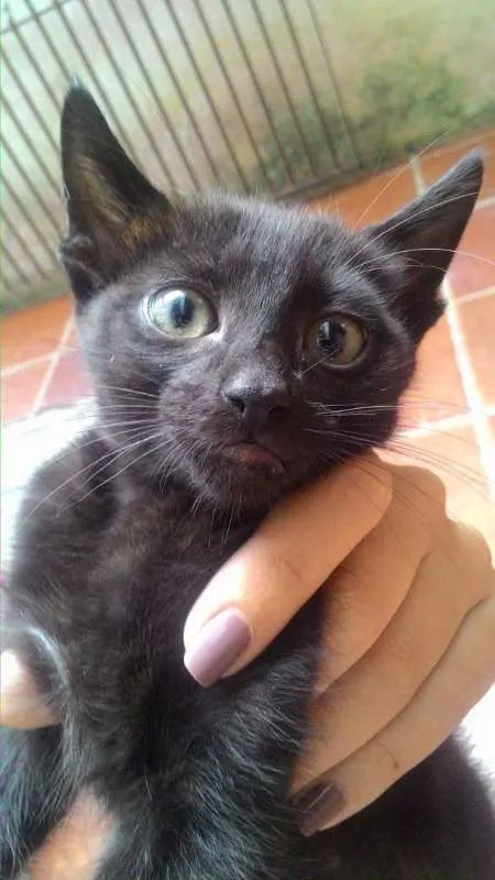 Gato ra a SRD idade 2 a 6 meses nome Varios nomes