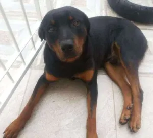 Cachorro raça Rottweiler idade 1 ano nome Tôr