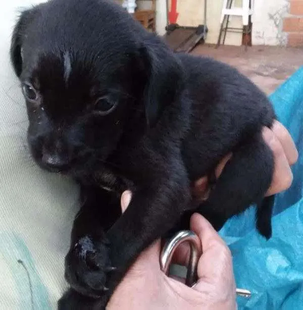 Cachorro ra a Mistura de raças idade 2 a 6 meses nome Filhote