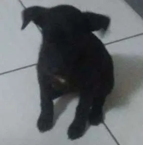 Cachorro ra a VIRA LATA idade Abaixo de 2 meses nome MOLINHA