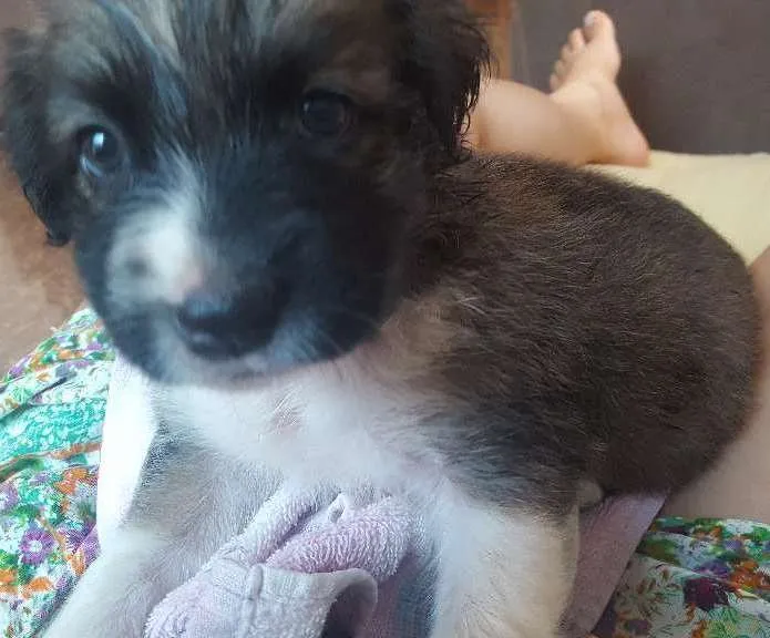 Cachorro raça Nao sei  idade Abaixo de 2 meses nome Dany