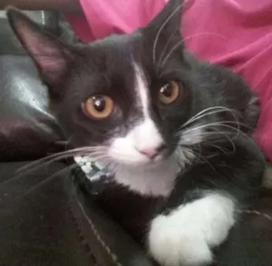 Gato raça SRD idade 7 a 11 meses nome Amélie