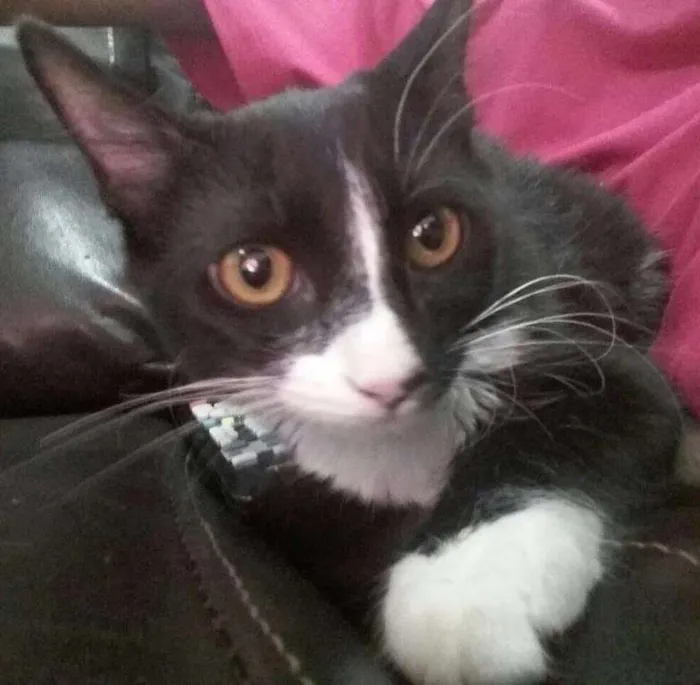 Gato ra a SRD idade 7 a 11 meses nome Amélie