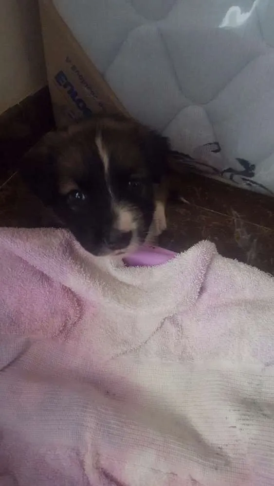 Cachorro raça Não sei idade Abaixo de 2 meses nome Dany