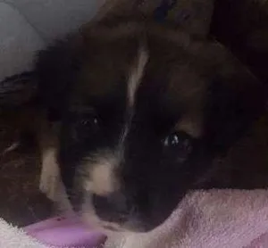 Cachorro raça Não sei idade Abaixo de 2 meses nome Dany