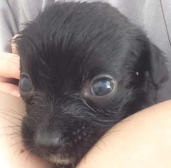 Cachorro ra a Vira-lata  idade 2 a 6 meses nome Sem nome 
