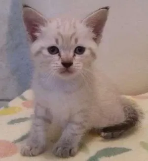 Gato raça SRD idade Abaixo de 2 meses nome Apolo