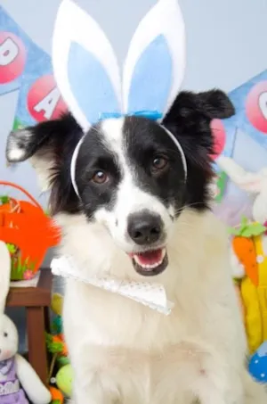 Cachorro raça Mix de Border Collie idade 4 anos nome Belô