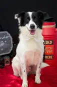 Belô