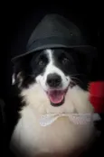 Belô