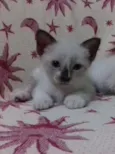 adelaide e ciro