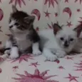 adelaide e ciro