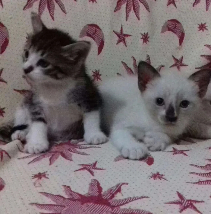 Gato raça misturada idade 2 a 6 meses nome adelaide e ciro