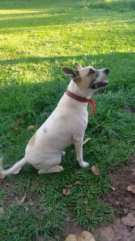 Cachorro ra a Pit-Bull com vira lata idade 5 anos nome Toby