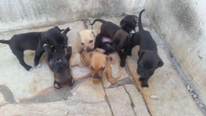 Cachorro raça Sem raça  idade Abaixo de 2 meses nome Sem nome
