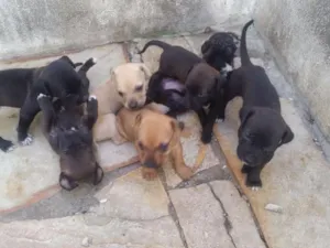 Cachorro raça Sem raça  idade Abaixo de 2 meses nome Sem nome