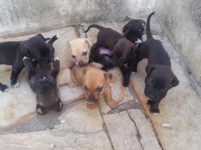 Cachorro raça Sem raça  idade Abaixo de 2 meses nome Sem nome