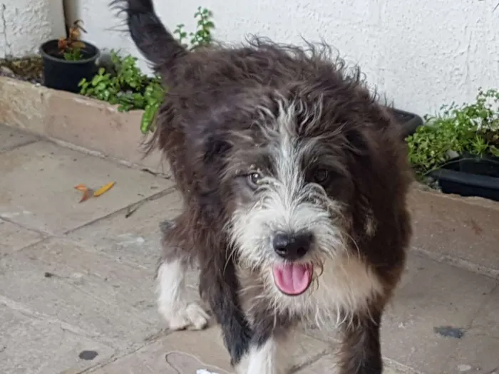 Cachorro ra a srd idade 2 a 6 meses nome perdido