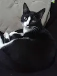 panqueca