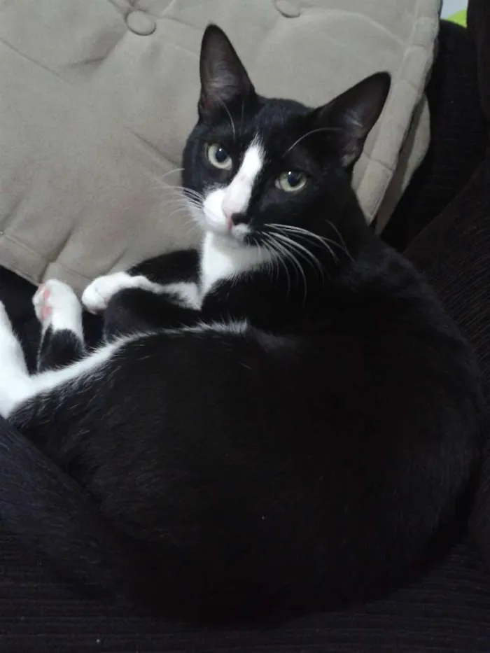 Gato ra a  idade 7 a 11 meses nome panqueca